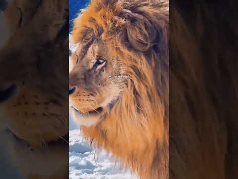 Barbary lion and Siberian tiger