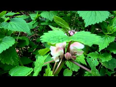 白いオドリコソウ 植物