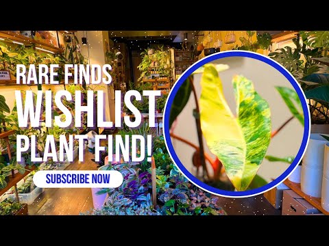 Exploring The Plant Corner: Harlem's Must-Visit Plant Shop!