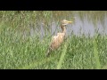 אנפית בקר Cattle Egret