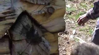 Small mining camp at 11,000 thound feet.Short hunt.