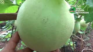 Tutorial Tani Menanam MELON dI Polybag ( PEMUPUKAN AKHIR )  PART.11