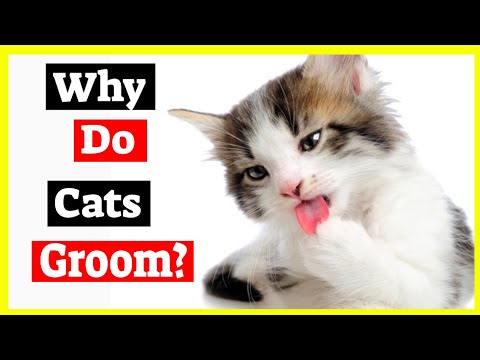 Why Do Cats Groom Each Other - Cat Grooming