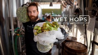 Brewing Wet Hop Beer & Barrel Aging | PARAGRAPHIC