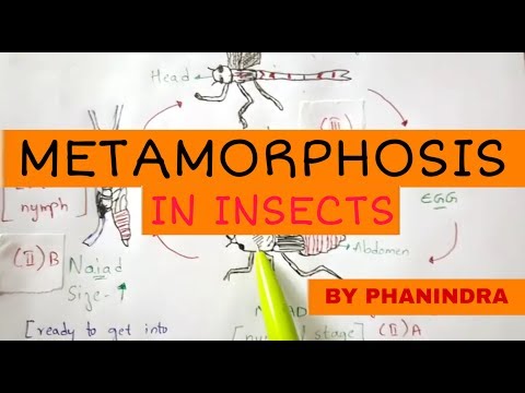 Inter 2nd year SYNAPTIC TRANSMISSION ZOOLOGY