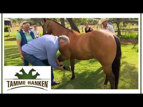 Australian Western stallion in pain: He can barely walk backward | Tamme Hanken | Kabel Eins