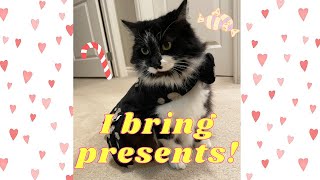 Cat brings owners delicious gifts!