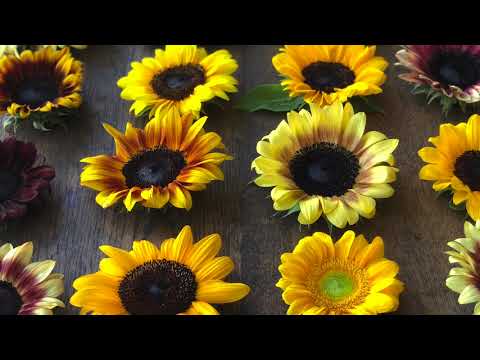 Procut Sunflowers in 60 days