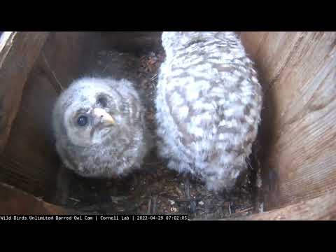 Antsy Owlets Hop And Flap In Barred Owl Nest Box – April 29, 2022