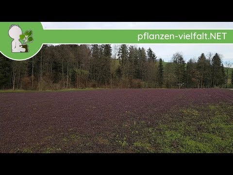 Purpurrote Taubnessel - Jungpflanzen-Feld - 30.0 3.18 (Lamium purpureum) - Pflanzen-Bestimmung