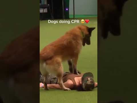 Dogs Doing CPR