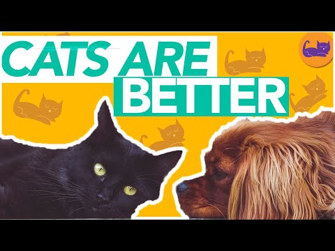 Why Cats are SO MUCH Better Than Dogs! TOP 6 Reasons