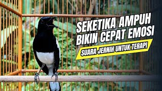 Download lagu suara BURUNG kacer GACOR ngeplong KONSLET Tarung ini Paling Ampuh buat PANCINGAN KACER agar EMOSI mp3