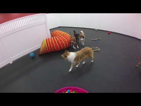 Husky Plays in ball pit!