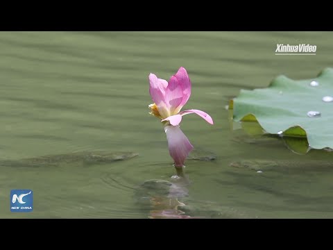 Rare footage: Fish eat lotus