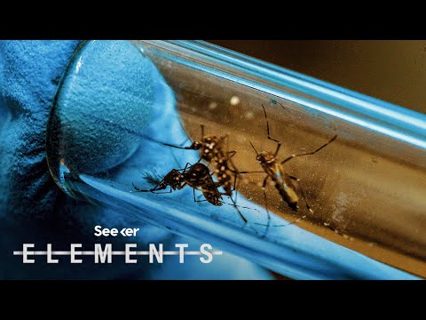 為什麼佛羅里達州要釋放7.5億隻GMO蚊子? (Why Is Florida Releasing 750 Million GMO Mosquitoes?)