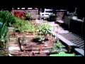 Sesame Street Letter B Garden