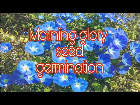 Time-lapse|Morning Glories|fast growing plant|#timelapse#timelapses#timelapsevideo #timelaps#youtube