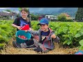 Strawberry picking while unlimited eating 🍓🍓🍓