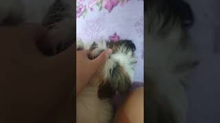 cachorro shih-tzu