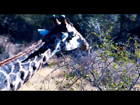 Highlights of Dark Colored Giraffe Drinking and Eating 7/30/25