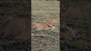 Lioness kills baby gazelle