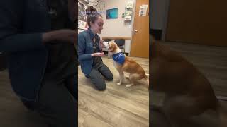 Catskill Veterinary Services, PLLC