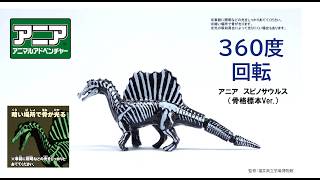 【公式】アニア360度回転動画　「アニア　スピノサウルス（骨格標本Ver.）」