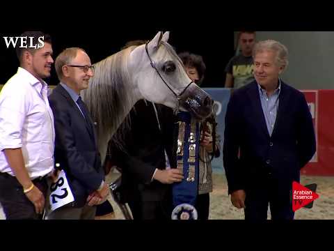 N.77 PSYCHE KREUZA - Wels 2018 - International Senior Mare Championship BRONZE
