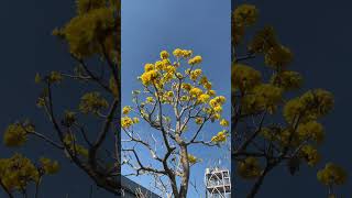 Download lagu #yutubeshorts #vlog #nature #videos #lendscape #aktifitas mp3 Download lagu #yutubeshorts #vlog #nature #videos #lendscape #aktifitas mp3