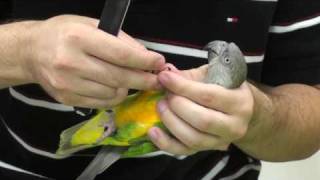 Kili Senegal Parrot - How to File Parrot Nails