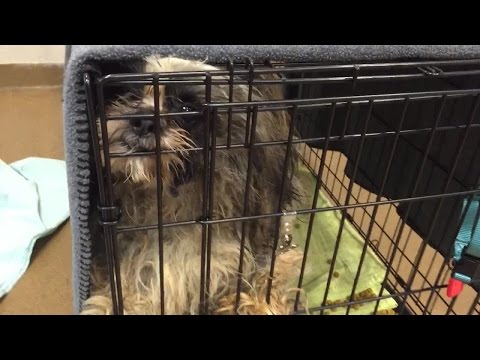 33 Shih Tzus surrendered in Parma Heights
