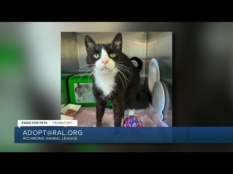 Paws for Pets: Frankfort, a very gentle, peaceful guy who also likes to play! - YouTube
