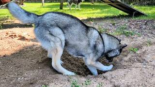 Watch As My Husky Digs Yet Another Massive Hole!