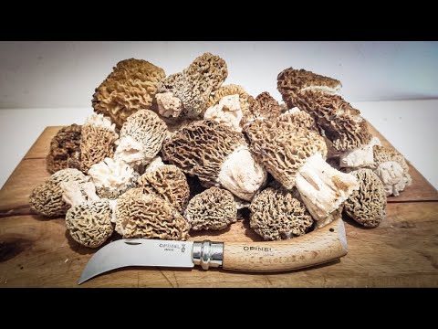 Morel Mushroom Hunting