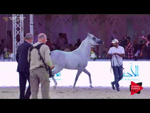 N.258 KSA MAGIC WAAD - Asharqia Classic 2018