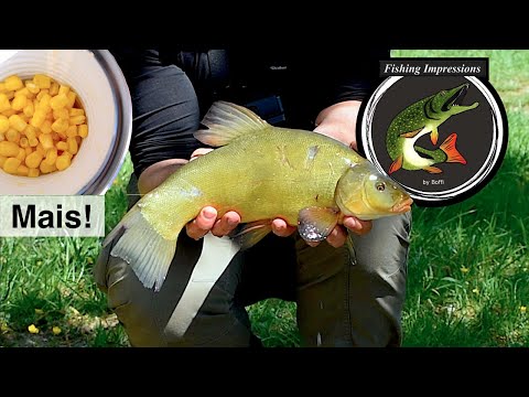 Karpfen Kurzansitz - der Mais macht´s!