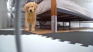 When I called my dog from the surveillance camera, the reaction was too cute.【Golden retriever】