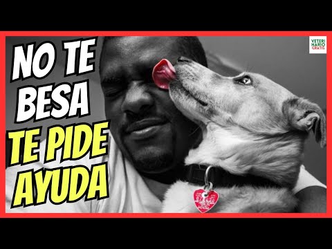 🔴 WHY DOES MY DOG LICK ME A LOT? HOW TO AVOID IT? 🔴 DO YOU NEED HELP?