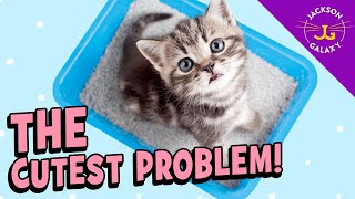 Litter Lessons for Kittens: Where & Where Not To Play