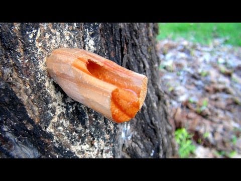 image-What is the wood from the maple tree used for?