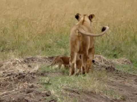 Lioness and Young Cubs Near Governors Camp: Masai Mara, Kenya
