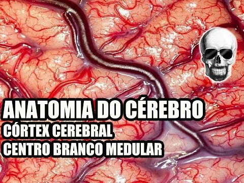 Video Lesson 134 - Nervous System/Neuroanatomy: Anatomy of the Brain (Cerebral Cortex) - Telencep...