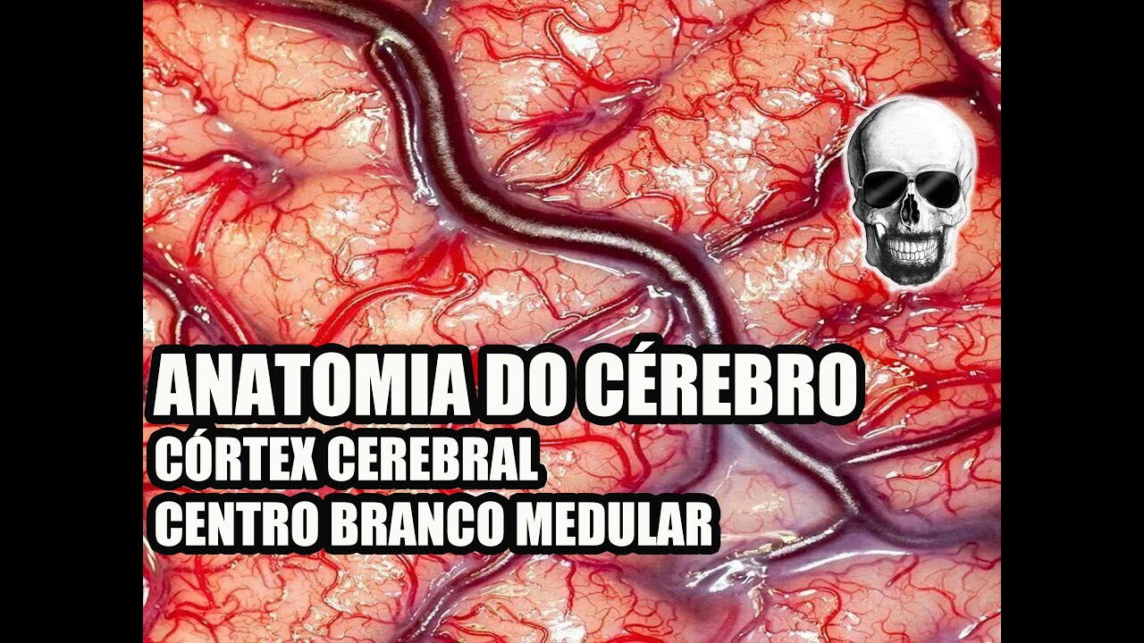 Vídeo Aula 134 - Sistema Nervoso/Neuroanatomia: Anatomia do Cérebro (Córtex Cerebral) - Telencéfalo