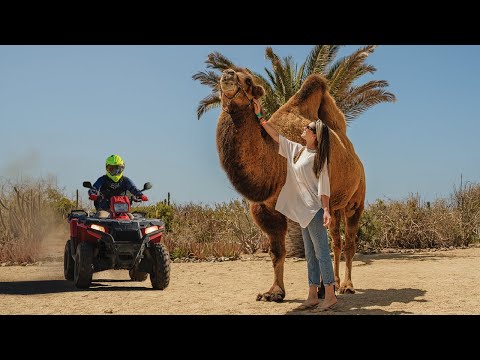 The best tours in Los Cabos! Combo 3 in 1 - Camel + ATV ride + EcoFarm