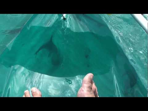 Dolphins, Feet, Clear Kayaking