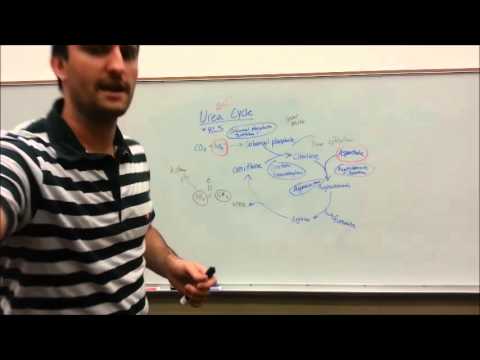 Urea Cycle Made Simple