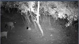 Thumbnail del capítulo