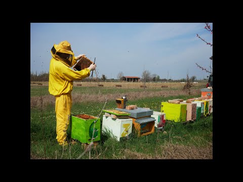 The Lord of the Bees