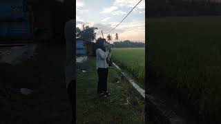 Download lagu Pemandangan sawah di sore hari mp3 Download lagu Pemandangan sawah di sore hari mp3